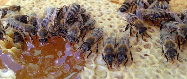 Méhviasz - a méhek építőanyaga